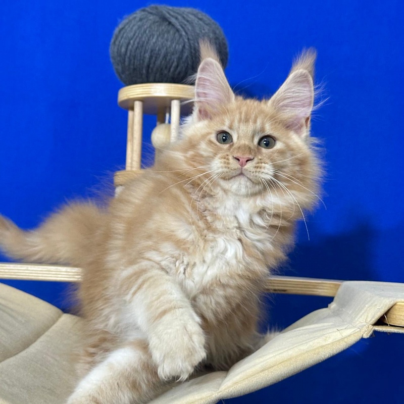 Happy Bee Akbars - Kitten maine-coon 2 months 3 weeks