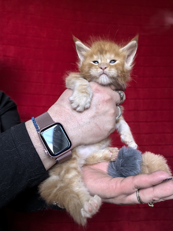 Happy Bee Akbars - Kitten maine-coon 3.5 weeks
