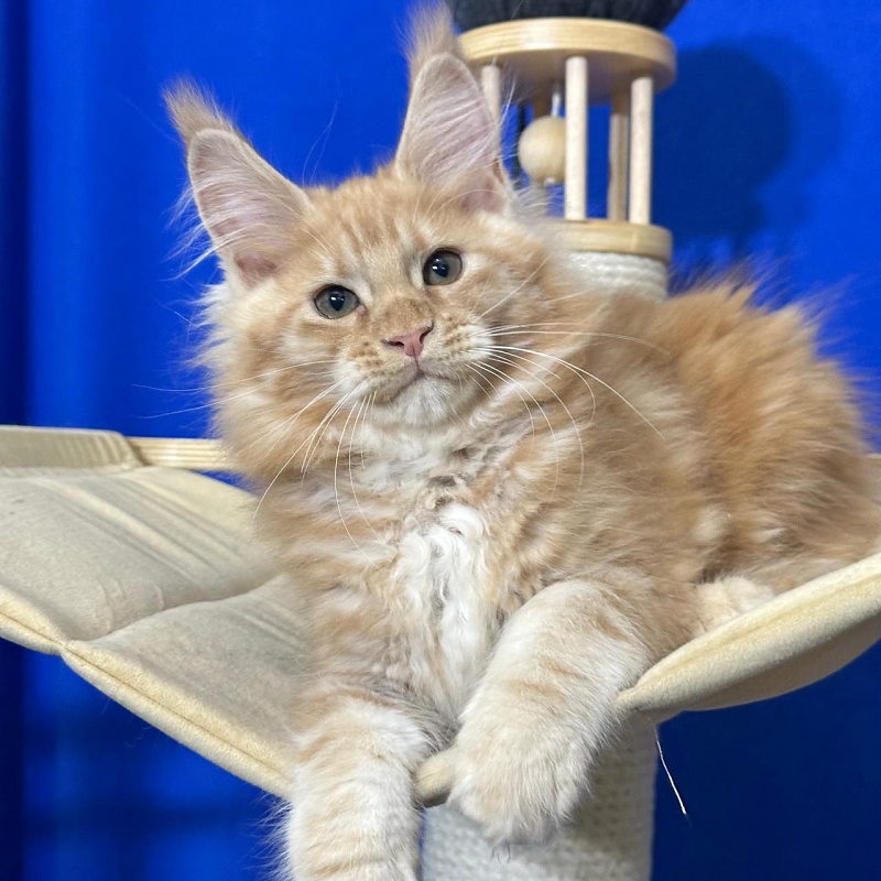 Happy Bee Akbars - Kitten maine-coon 2 months 3 weeks