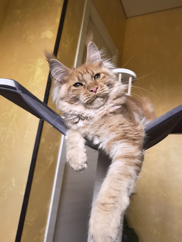 Happy Bee Akbars - Kitten maine-coon 4 months 3.5 weeks