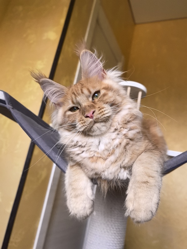 Happy Bee Akbars - Kitten maine-coon 4 months 3.5 weeks