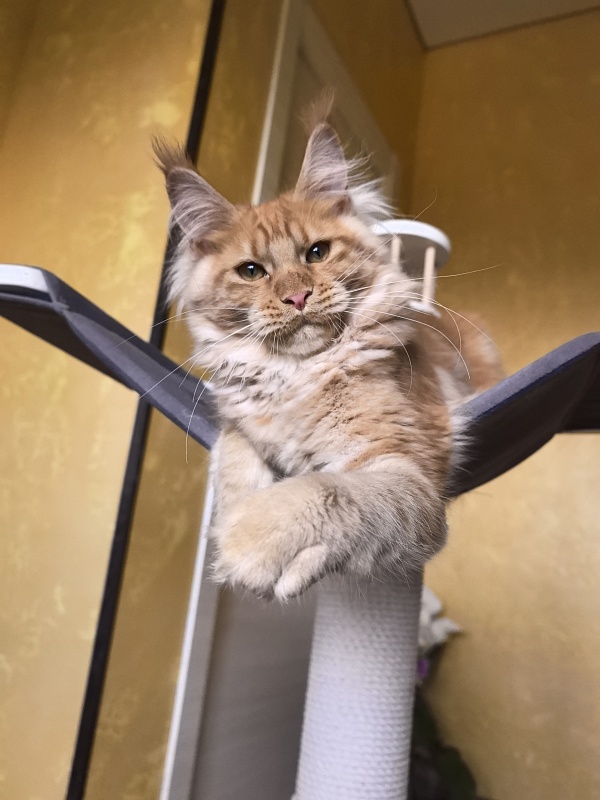 Happy Bee Akbars - Kitten maine-coon 4 months 3.5 weeks
