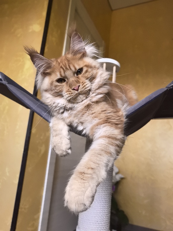 Happy Bee Akbars - Kitten maine-coon 4 months 3.5 weeks