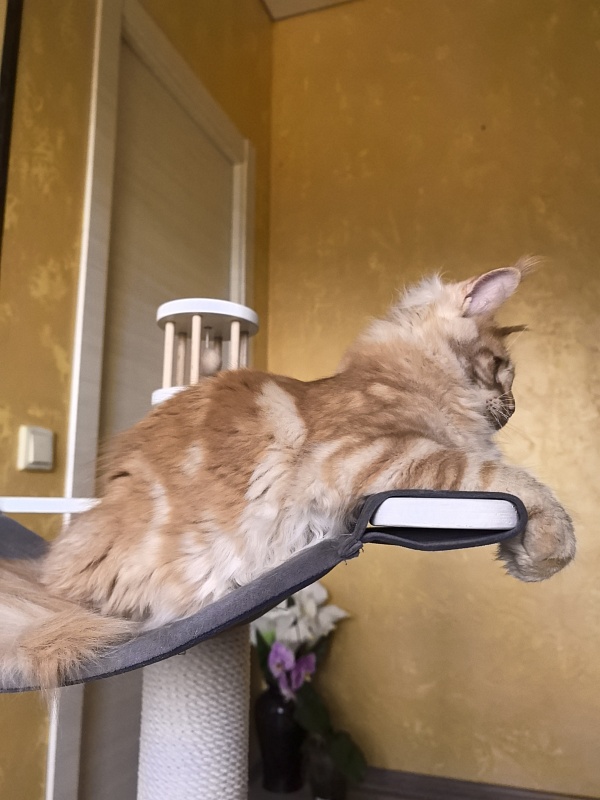 Happy Bee Akbars - Kitten maine-coon 4 months 3.5 weeks