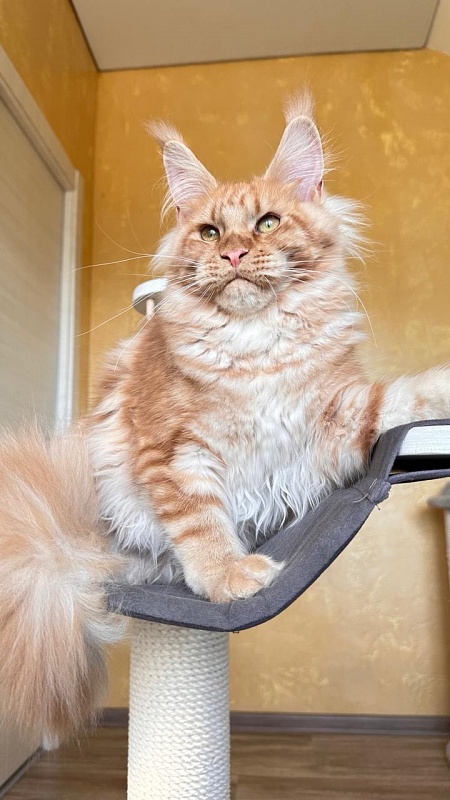 Happy Bee Akbars - Kitten maine-coon 5 months 3 weeks