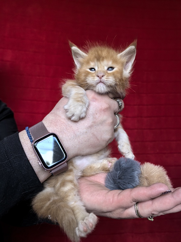 Happy Bee Akbars - Kitten maine-coon 3.5 weeks