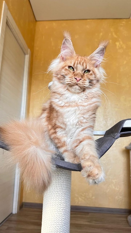 Happy Bee Akbars - Kitten maine-coon 5 months 3 weeks