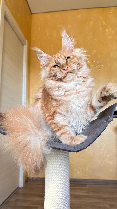 Happy Bee Akbars - Kitten maine-coon 5 months 3 weeks