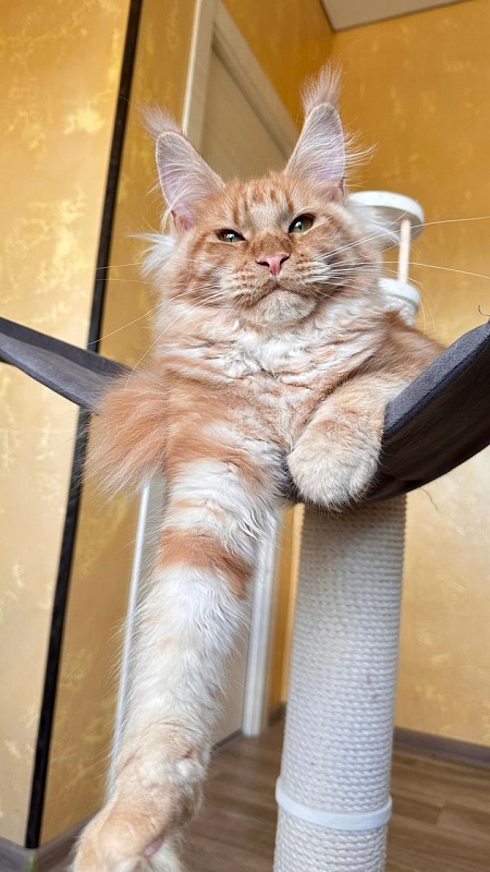 Happy Bee Akbars - Kitten maine-coon 5 months 3 weeks
