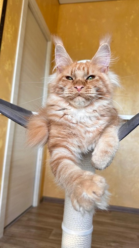 Happy Bee Akbars - Kitten maine-coon 5 months 3 weeks