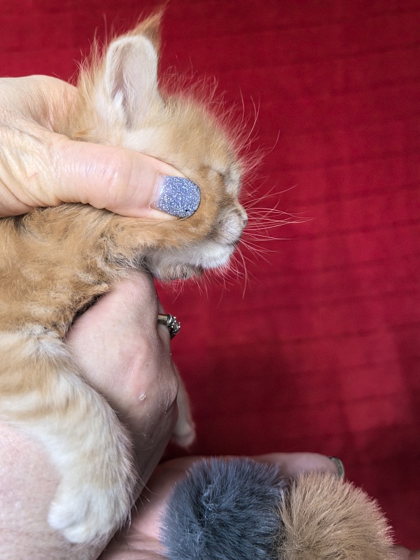 Happy Bee Akbars - Kitten maine-coon 3.5 weeks