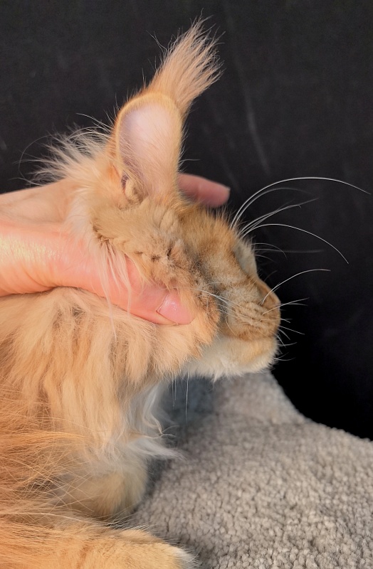 Happy  Bee Akbars - Junior maine-coon 7 months