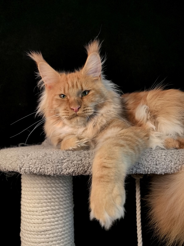 Happy  Bee Akbars - Junior maine-coon 7 months