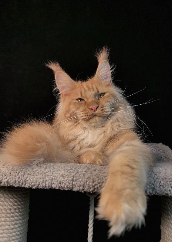 Happy  Bee Akbars - Junior maine-coon 7 months