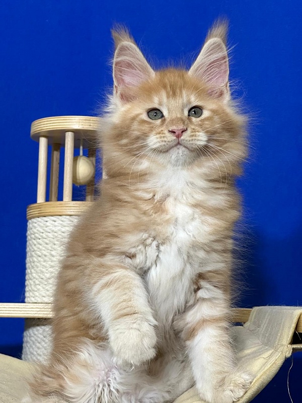 Happy Bee Akbars - Kitten maine-coon 1 month 4 weeks