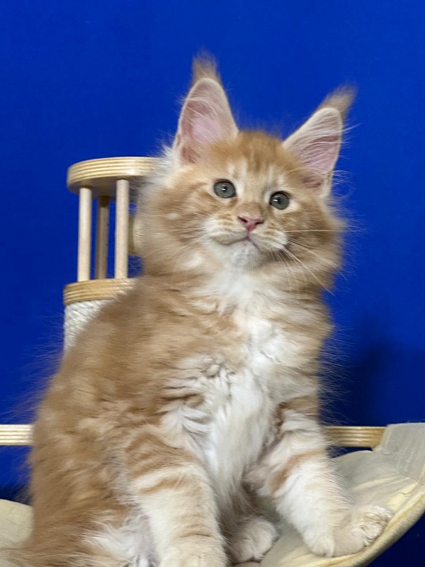 Happy Bee Akbars - Kitten maine-coon 1 month 4 weeks
