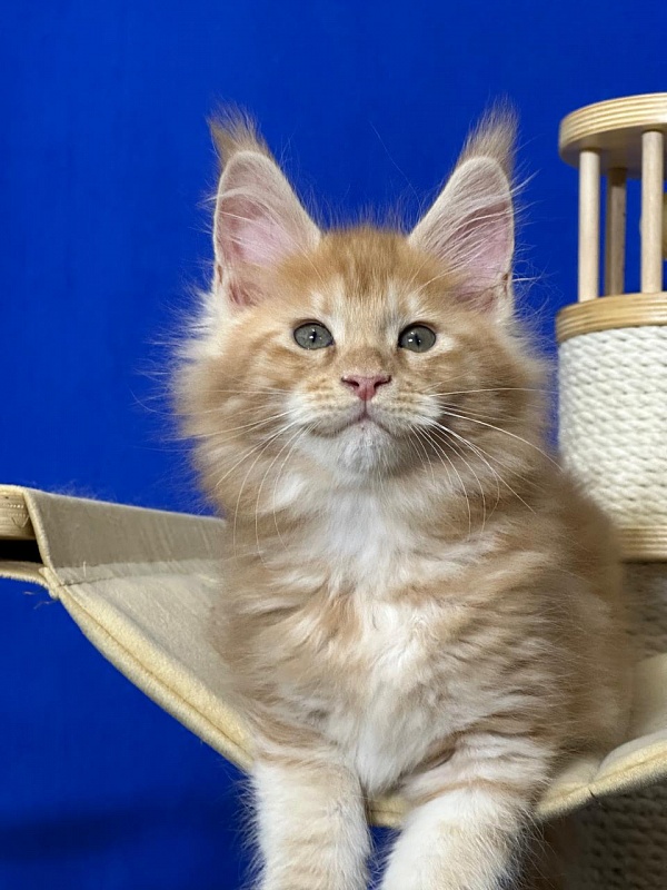 Happy Bee Akbars - Kitten maine-coon 1 month 4 weeks