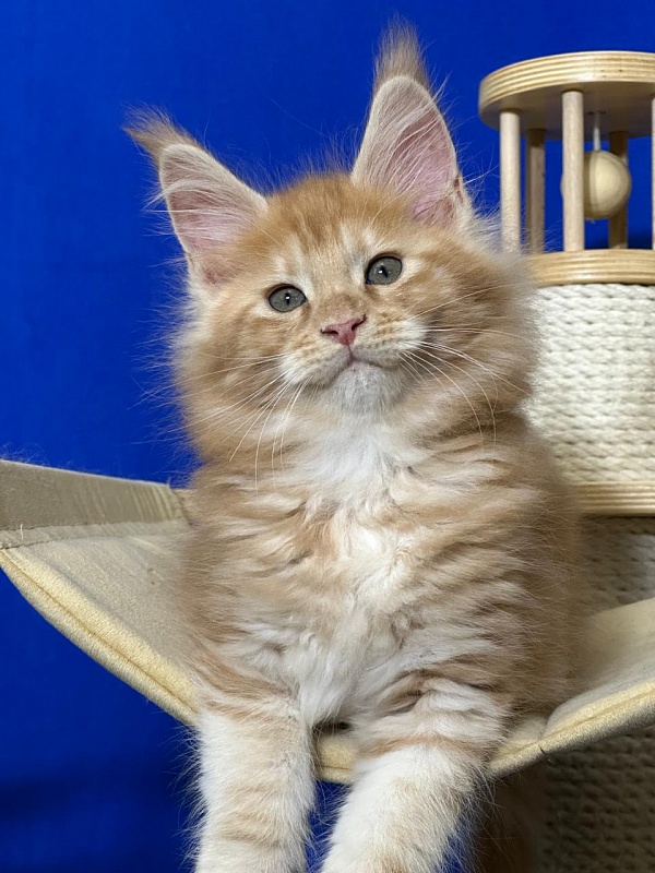 Happy Bee Akbars - Kitten maine-coon 1 month 4 weeks