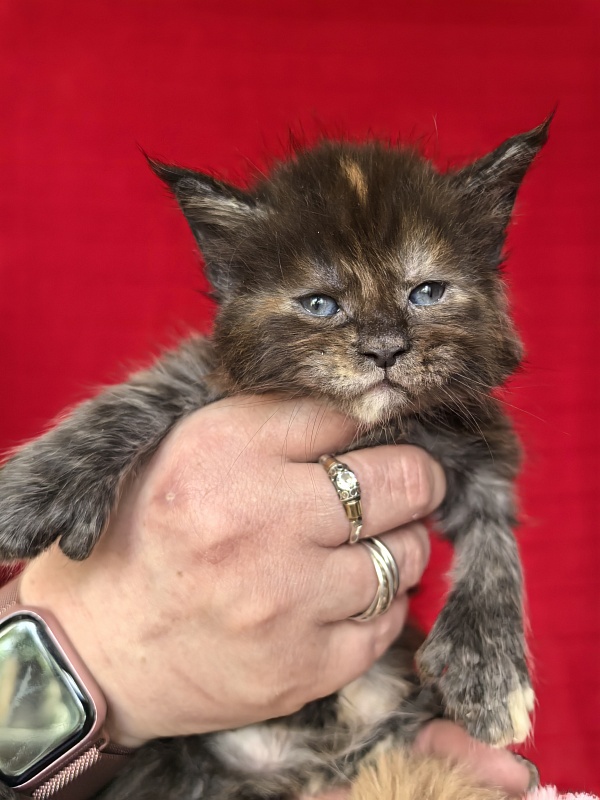 Honora Akbars (polydactyl) 66/65 - Kitten maine-coon 3.5 weeks