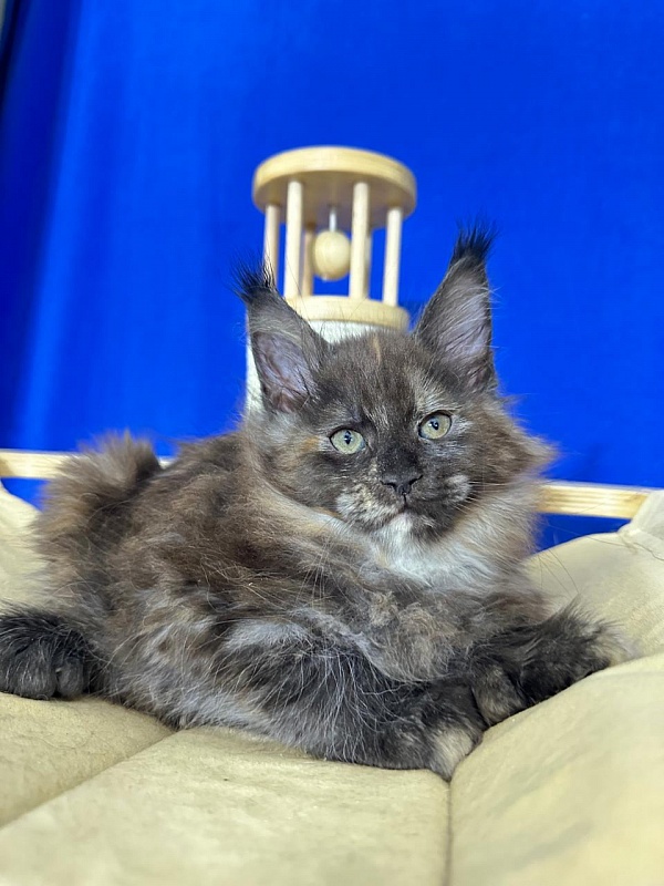 Honora Akbars (polydactyl) 66/65 - Kitten maine-coon 1 month 4 weeks