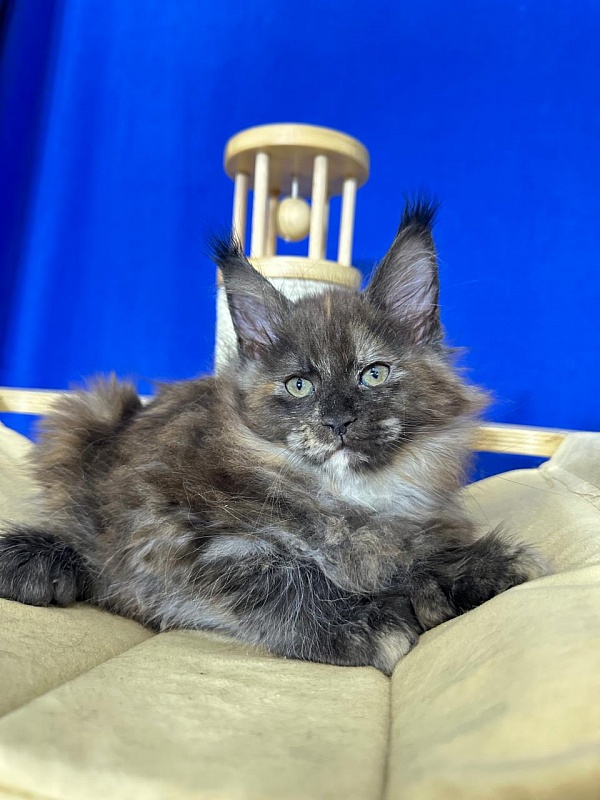 Honora Akbars (polydactyl) 66/65 - Kitten maine-coon 1 month 4 weeks