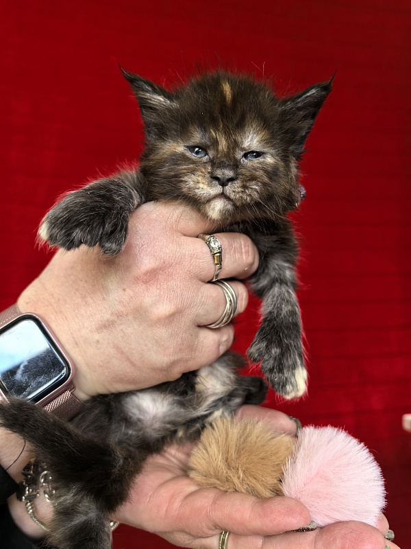 Honora Akbars (polydactyl) 66/65 - Kitten maine-coon 3.5 weeks