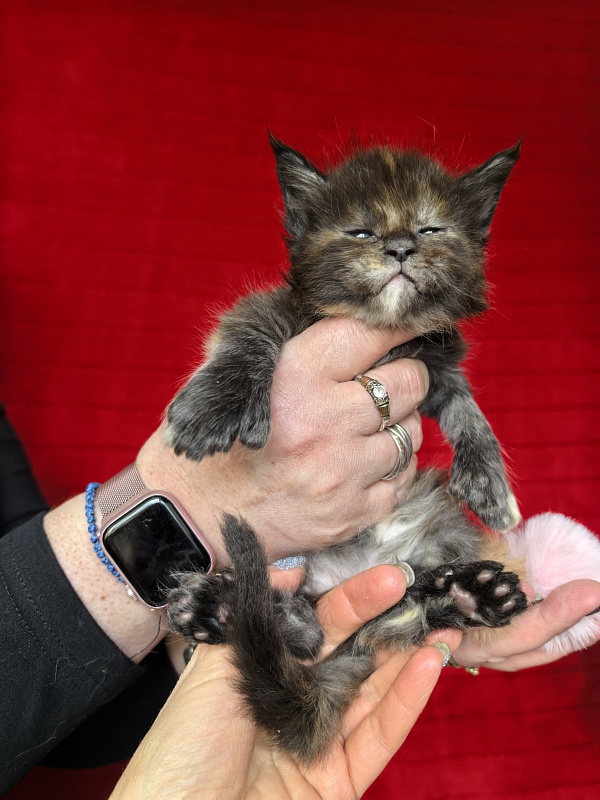 Honora Akbars (polydactyl) 66/65 - Kitten maine-coon 3.5 weeks