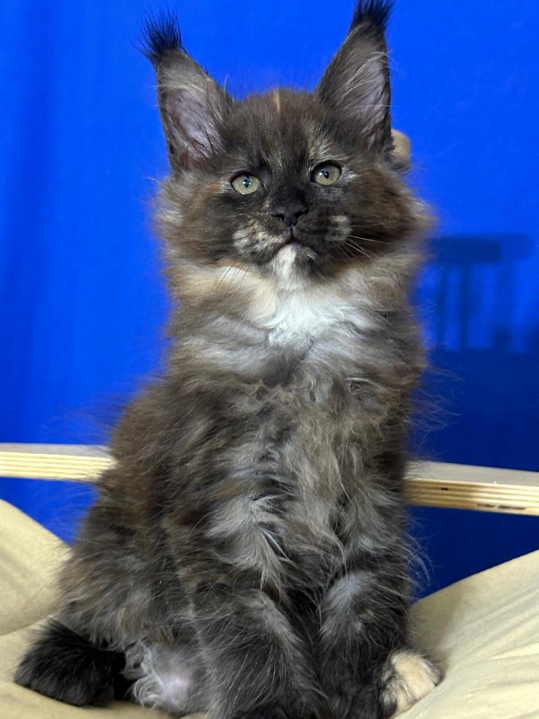 Honora Akbars (polydactyl) 66/65 - Kitten maine-coon 1 month 4 weeks