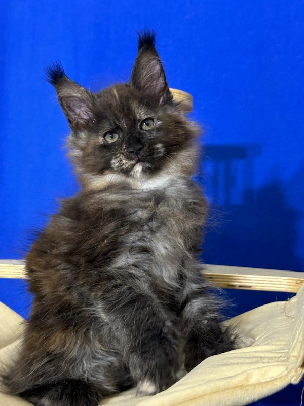 Honora Akbars (polydactyl) 66/65 - Kitten maine-coon 1 month 4 weeks