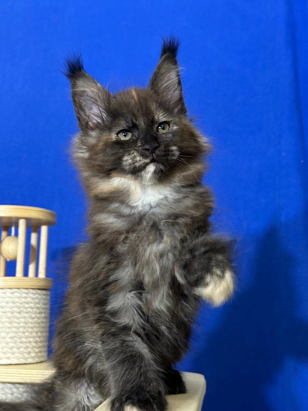 Honora Akbars (polydactyl) 66/65 - Kitten maine-coon 1 month 4 weeks