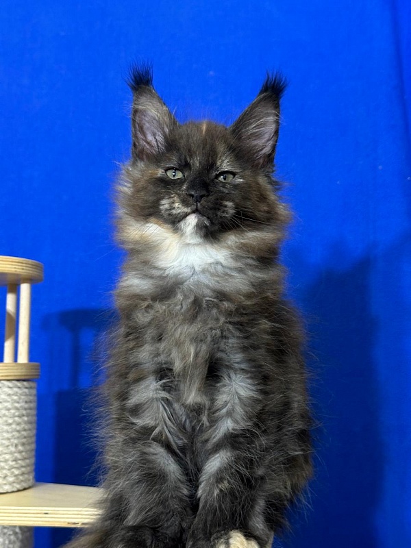 Honora Akbars (polydactyl) 66/65 - Kitten maine-coon 1 month 4 weeks