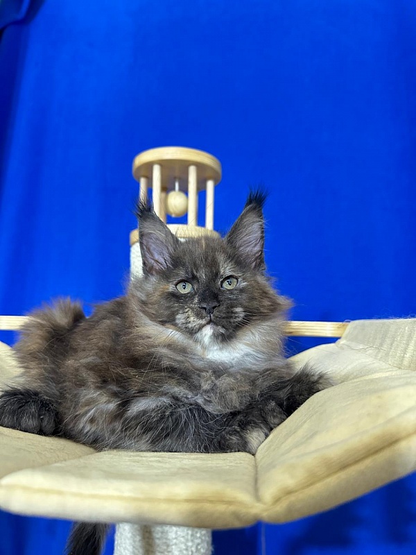 Honora Akbars (polydactyl) 66/65 - Kitten maine-coon 1 month 4 weeks