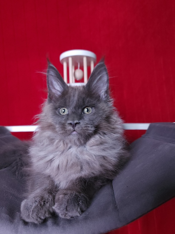 Ostap Akbars - Kitten maine-coon 3 months