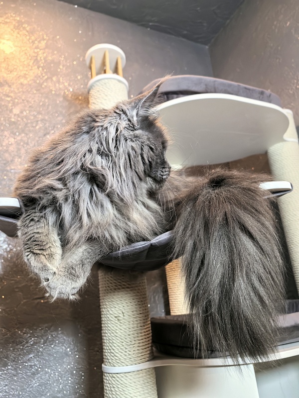 Ostap Akbars - Adult maine-coon 1 year 4 months 2.5 weeks