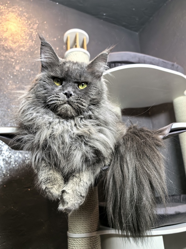 Ostap Akbars - Adult maine-coon 1 year 4 months 2.5 weeks