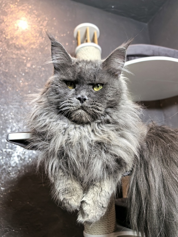 Ostap Akbars - Adult maine-coon 1 year 4 months 2.5 weeks