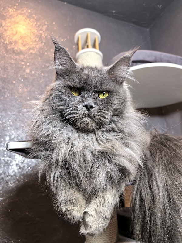 Ostap Akbars - Adult maine-coon 1 year 4 months 2.5 weeks