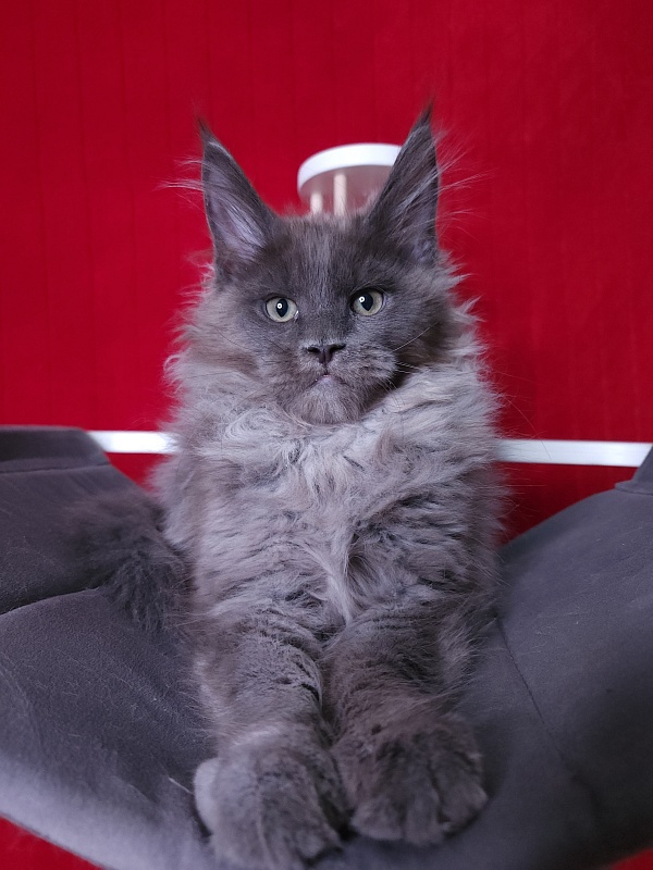 Ostap Akbars - Kitten maine-coon 3 months