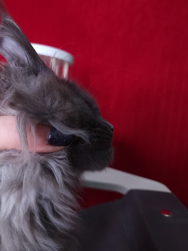 Ostap Akbars - Kitten maine-coon 3 months