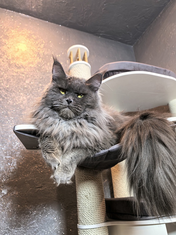 Ostap Akbars - Adult maine-coon 1 year 4 months 2.5 weeks
