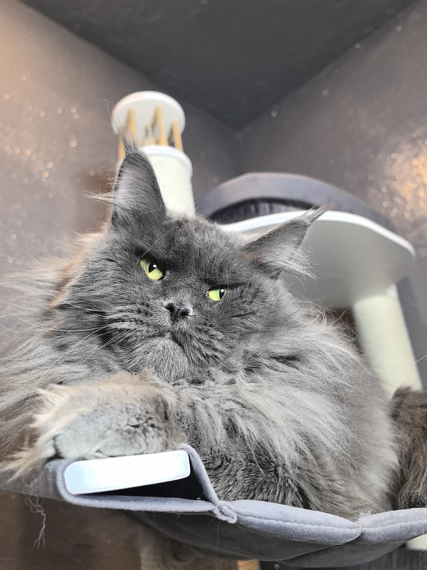 Ostap Akbars - Adult maine-coon 1 year 4 months 2.5 weeks