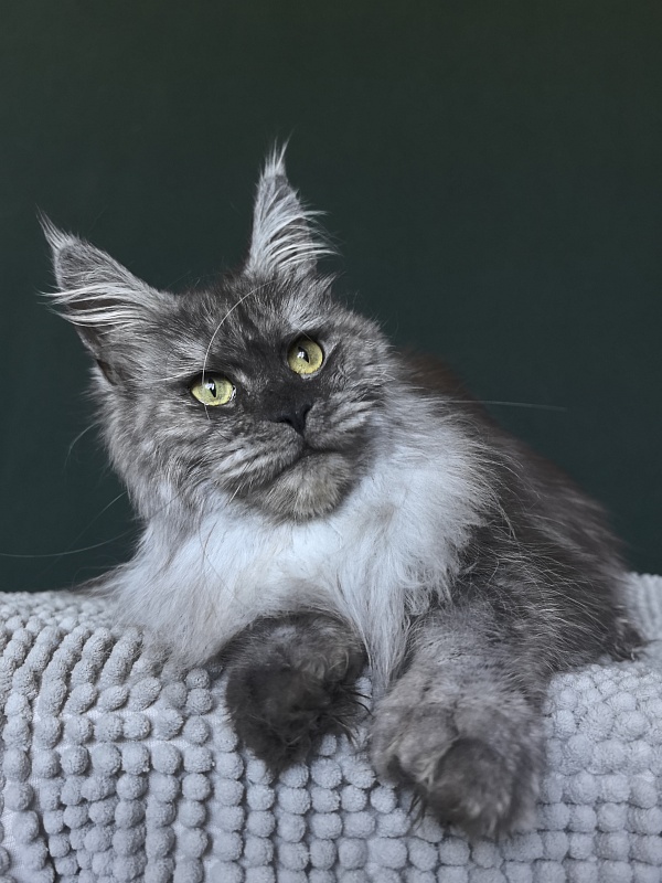 Nikosha Akbars (polydactyll 66/66) - Adult maine-coon 1 year 8 months