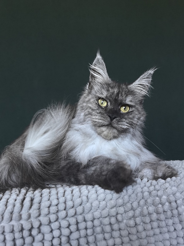 Nikosha Akbars (polydactyll 66/66) - Adult maine-coon 1 year 8 months