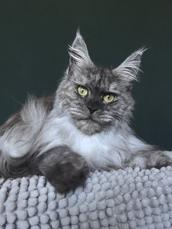 Nikosha Akbars (polydactyll 66/66) - Adult maine-coon 1 year 8 months