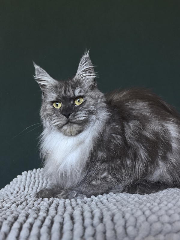 Nikosha Akbars (polydactyll 66/66) - Adult maine-coon 1 year 8 months