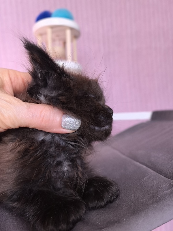 Gusar Akbars (polydactyl 55/66) - Kitten maine-coon 1 month 2 weeks
