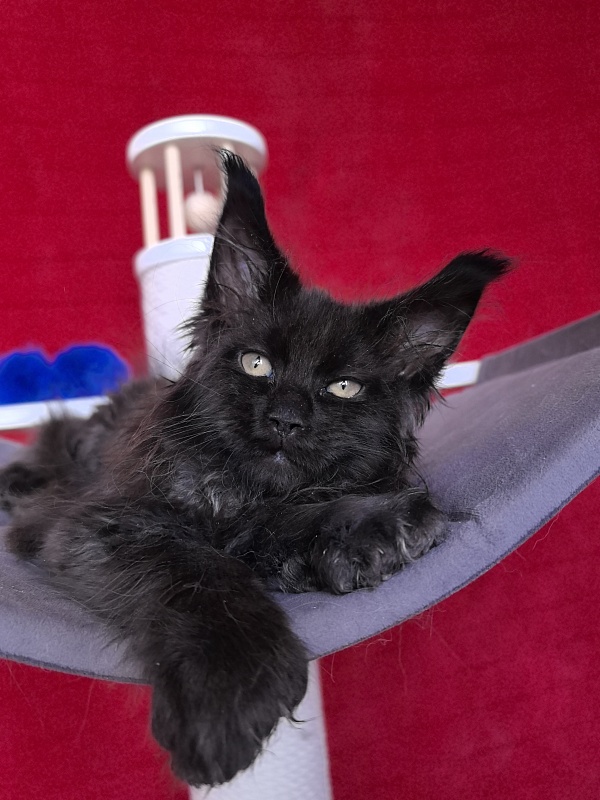 Gusar Akbars (polydactyl 55/66) - Kitten maine-coon 2 months 1 week
