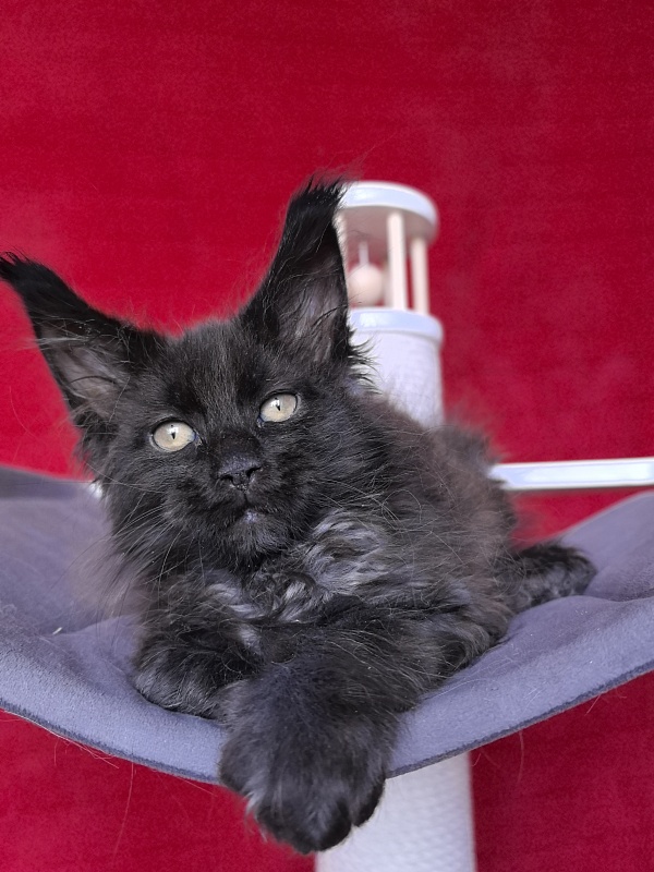 Gusar Akbars (polydactyl 55/66) - Kitten maine-coon 2 months 1 week