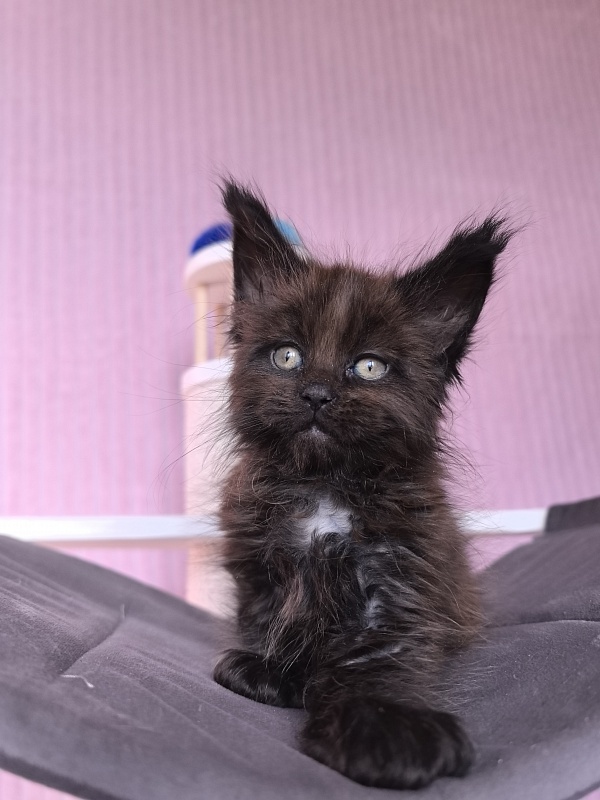 Gusar Akbars (polydactyl 55/66) - Kitten maine-coon 1 month 2 weeks