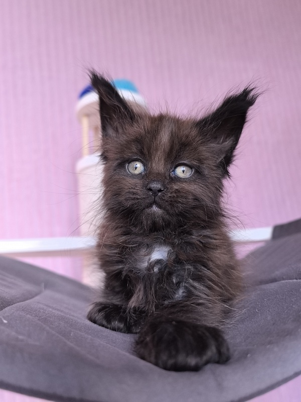 Gusar Akbars (polydactyl 55/66) - Kitten maine-coon 1 month 2 weeks